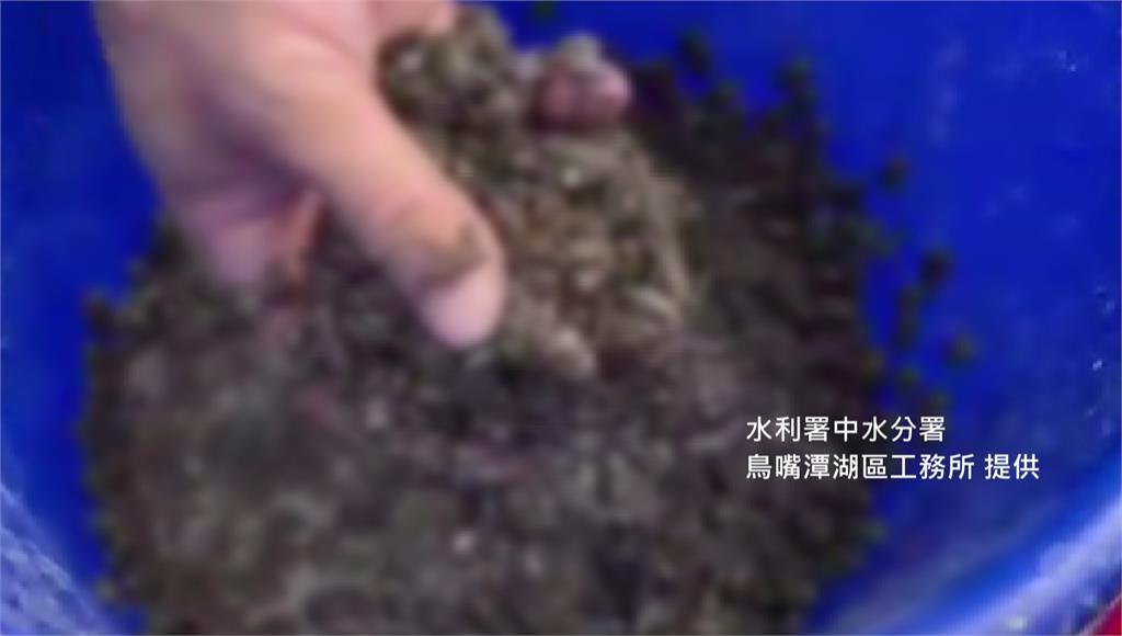 大量有毒外來種「海蟾蜍」又現蹤南投。圖／台灣兩棲類保育志工團提供