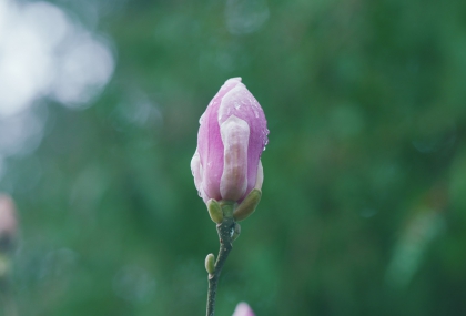 立春養肝正當時  春困、頭暈、過敏症狀透過穴位按摩與茶飲緩解