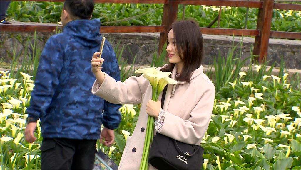 天氣回暖，陽明山上海芋提前開花。圖：台視新聞