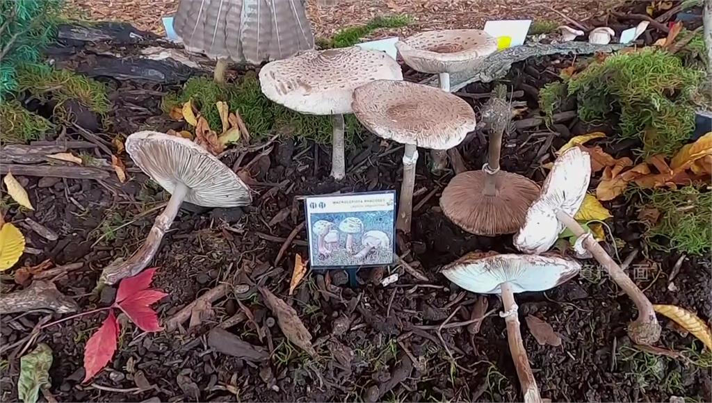 澳洲維多利亞州警方正在調查一起命案，3名長者吃下疑似含有毒性極高的「毒帽菇」餐點而身亡。圖／CNN（資料畫面）
