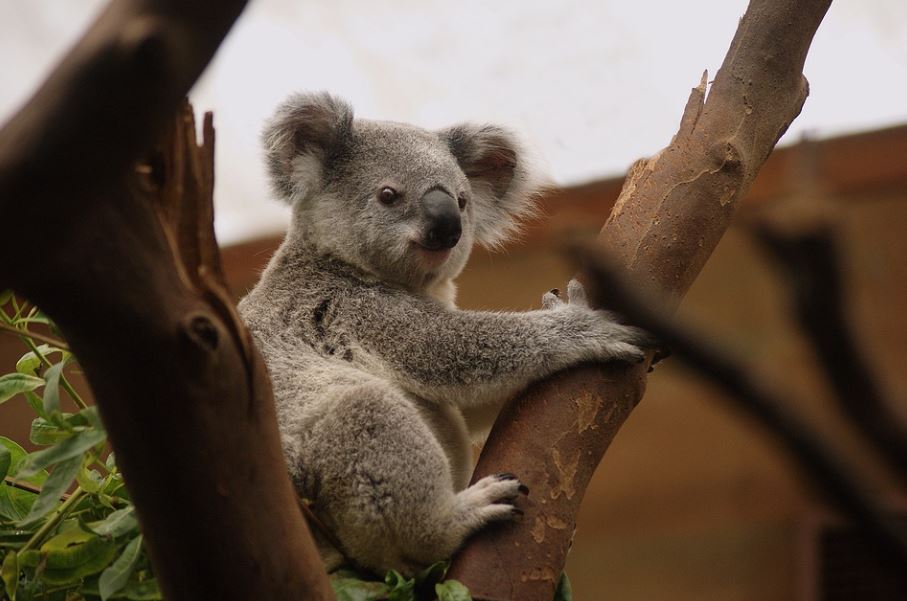 澳洲將無尾熊列為瀕危物種。圖／翻攝自Pixabay
