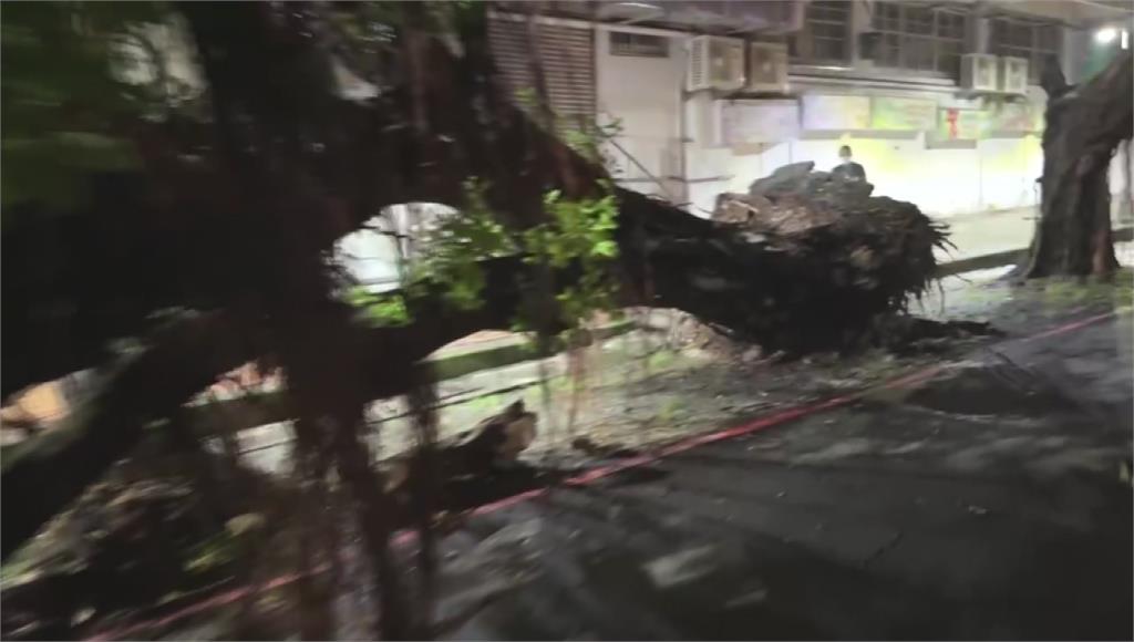 台中20米高榕樹突倒塌 2巡邏警遭壓傷一度受困