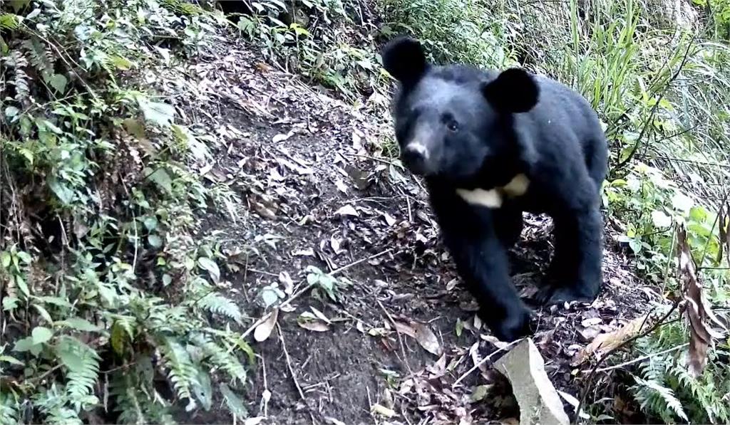 黑熊踩到改良式獵具，不過沒有被夾傷。圖／嘉義林區管理處