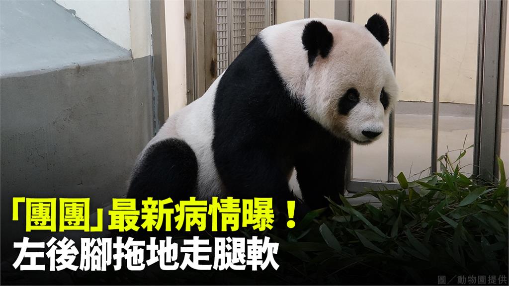 病情惡化！團團腿軟「左後腳拖地走」 動物園：再安...