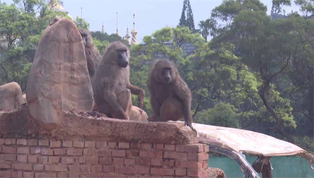 六福村前員工曝，園區狒狒脫逃容易、結紮後仍在生育。圖／台視新聞