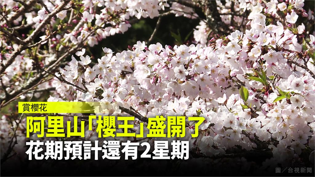 阿里山花季的主角「櫻王」染井吉野櫻，近期全株盛開。圖／台視新聞