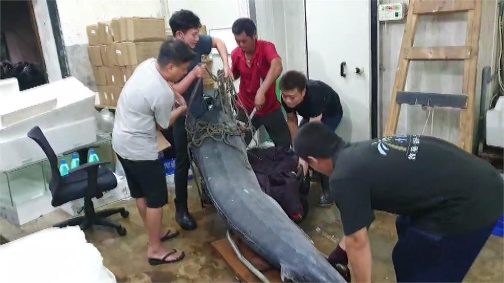 3公尺的白旗魚，魚販直播狂撈20萬。圖／台視新聞