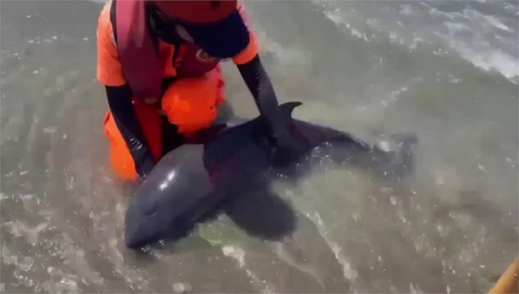 通霄海水域場兩隻鯨豚擱淺　海巡成功救援