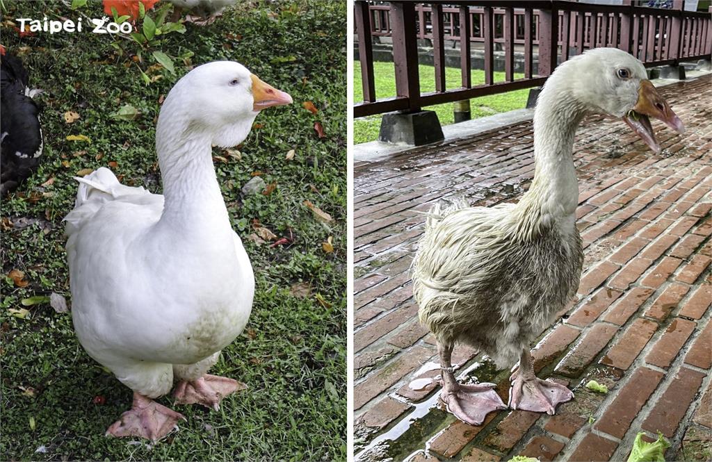 會下水洗澡（左）和不下水洗澡（右）的鵝，毛色有明顯差異。圖／台北動物園
