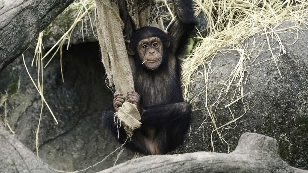 北市動物園驚傳2隻黑猩猩「脫逃」 園方已成功抓獲