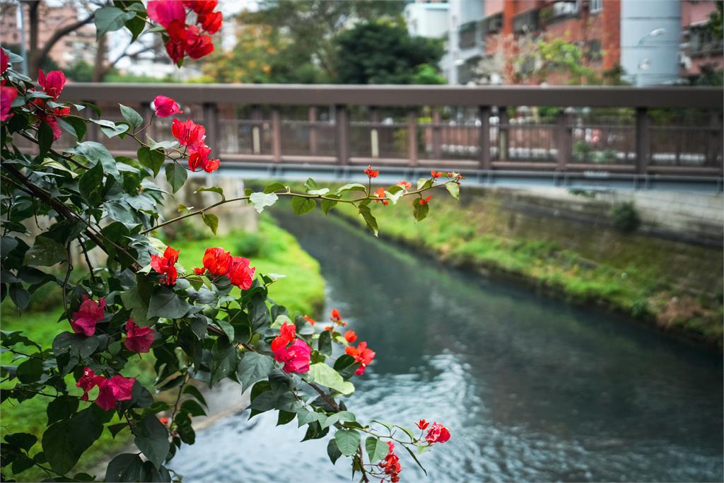 溪邊不再掩鼻　新北六水治理讓河川活起來