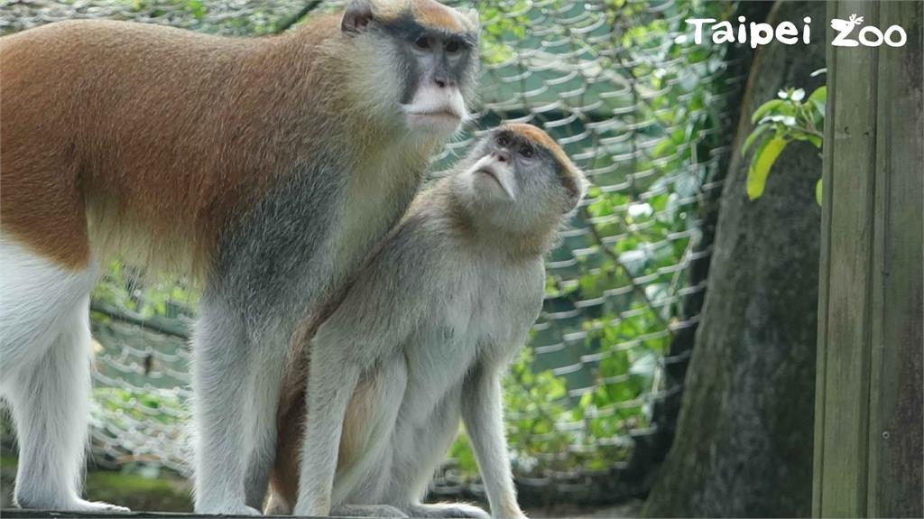 非洲動物區的紅猴「男道（公）」，昨天約11點5分左右奪門而逃，目前還下落不明。圖／翻攝自Facebook （@TaipeiZoo）