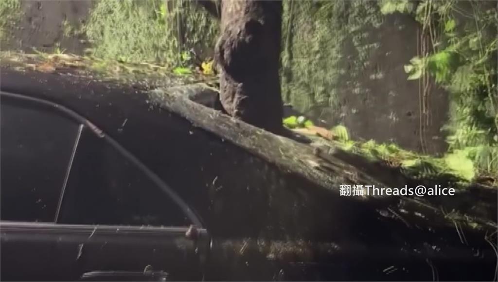 驚險！巴威豪雨土石鬆動 樹倒「直插汽車後座」玻璃全碎