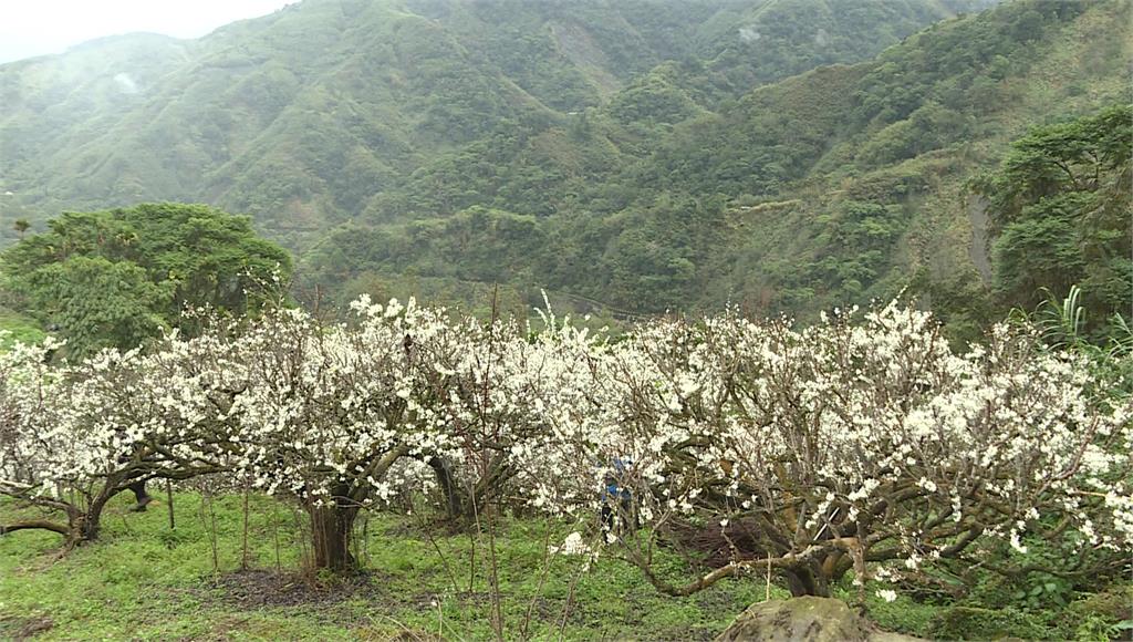 美翻！ 梅山鄉李花盛開 雪白花海覆蓋枝頭