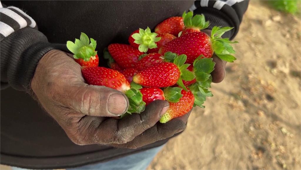 約旦河西岸農民突發奇想用煤炭種草莓。圖／路透社