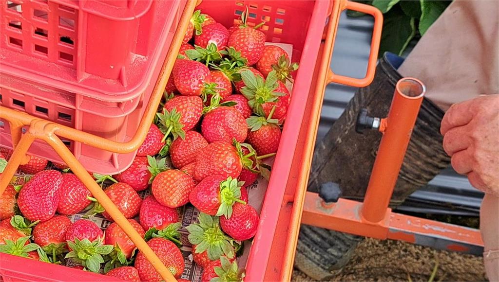今年草莓價格恐上漲。圖／台視新聞