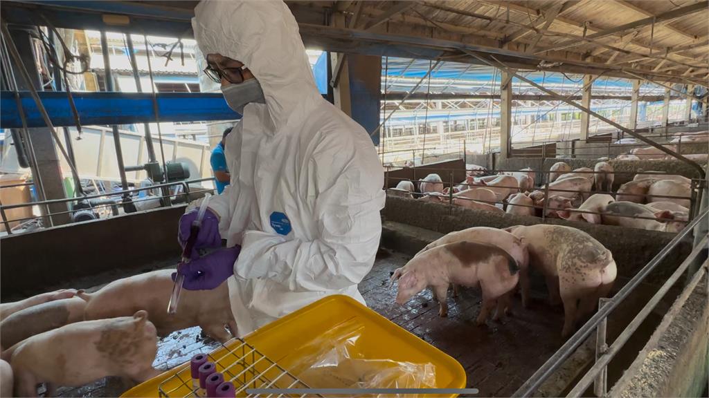 被抓到從台中運廚餘餵豬 彰化芬園2豬場違規最高重罰400萬