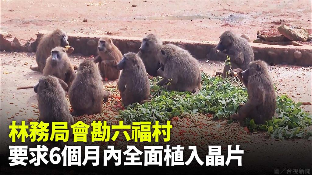 林務局要求六福村AI管理動物。圖／台視新聞