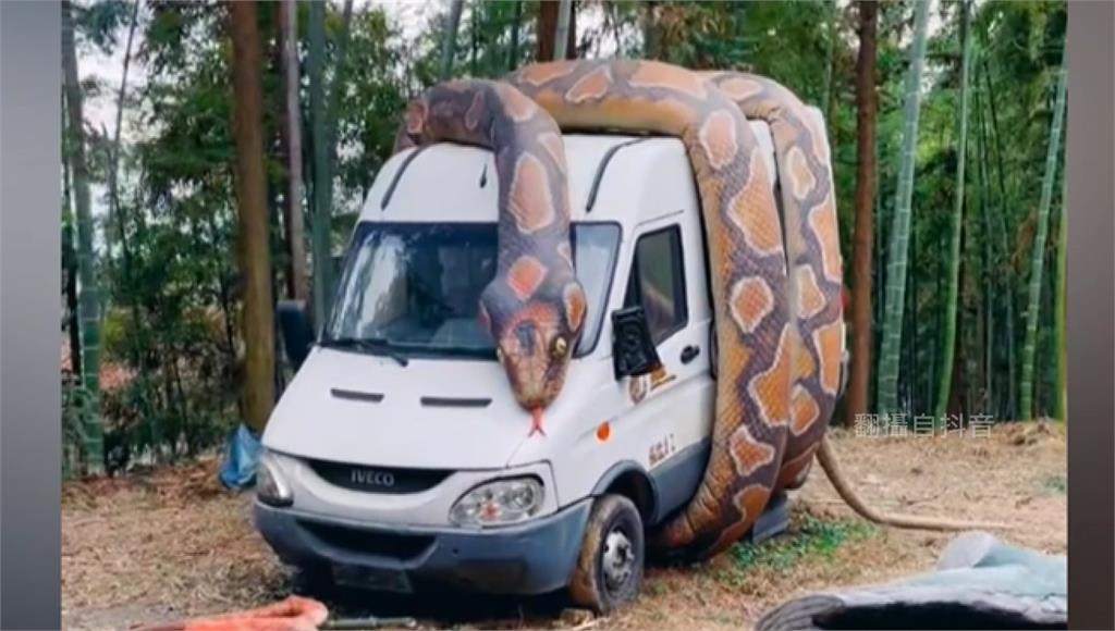 巨大蟒蛇纏繞貨車的裝置藝術。圖／翻攝自抖音