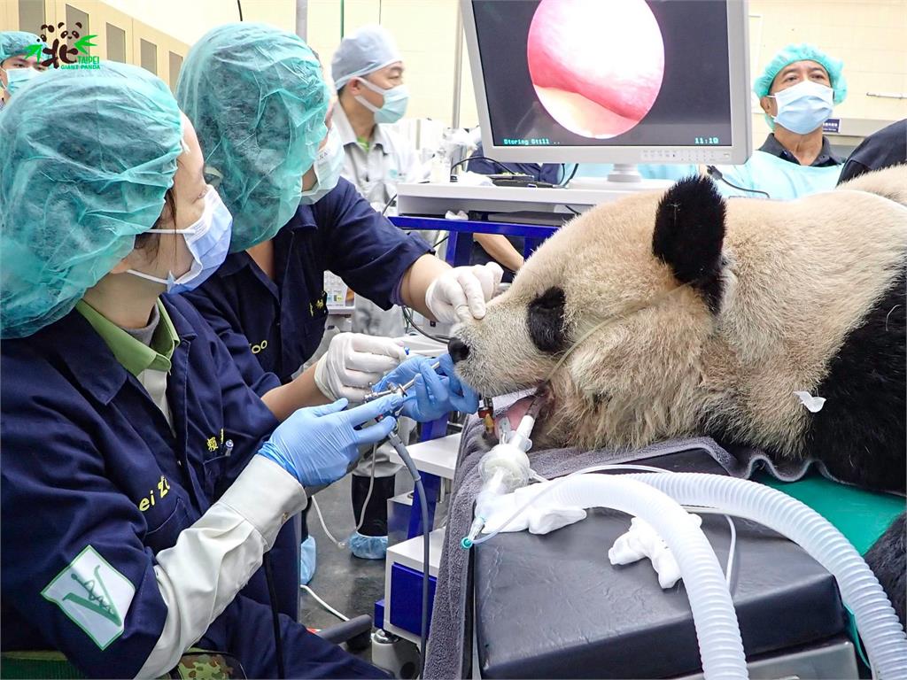 大貓熊「團團」鼻腔發炎，有流鼻血合併打噴嚏的情況。圖／翻攝自Facebook@TaipeiZoo
