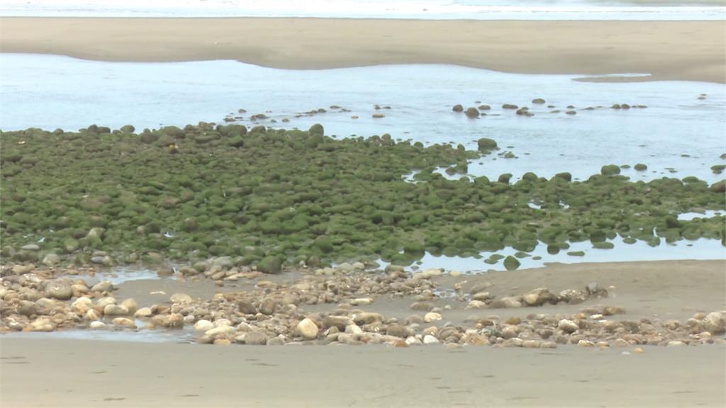 苗栗縣苑裡鎮一處海岸潮間帶，出現大片的抹茶綠岩石。圖：台視新聞