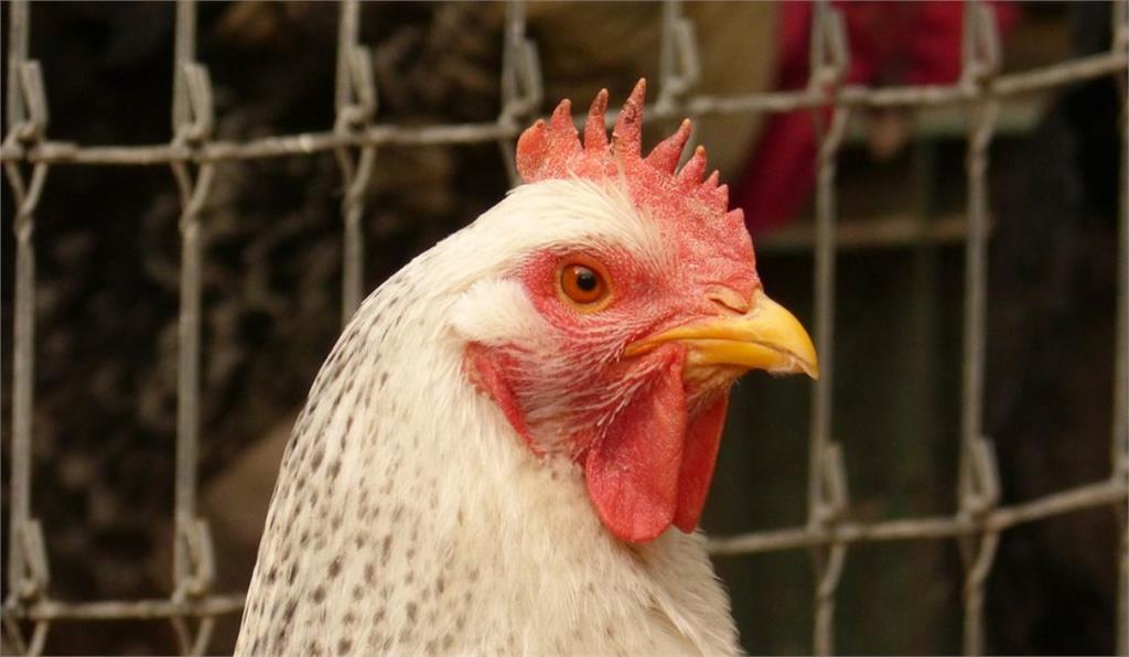 日本這波禽流感已撲殺1500萬隻雞。示意圖／翻攝自Pixabay