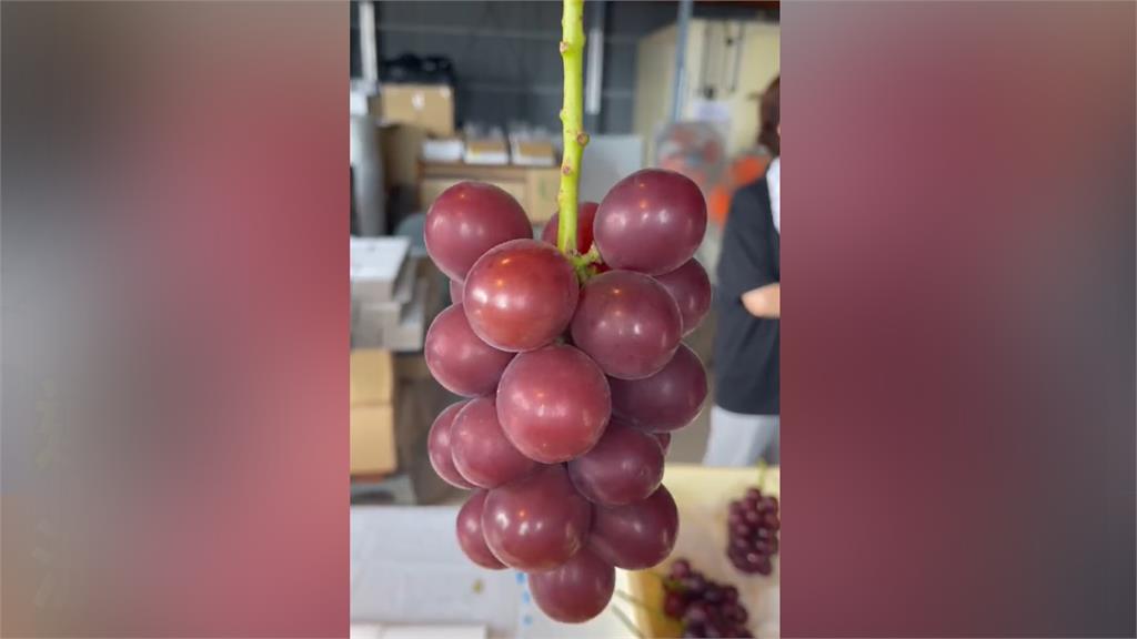 日本石川高檔葡萄「浪漫紅寶石」拍賣出歷來最高價。圖／翻攝自Twitter@ja_kanazawa