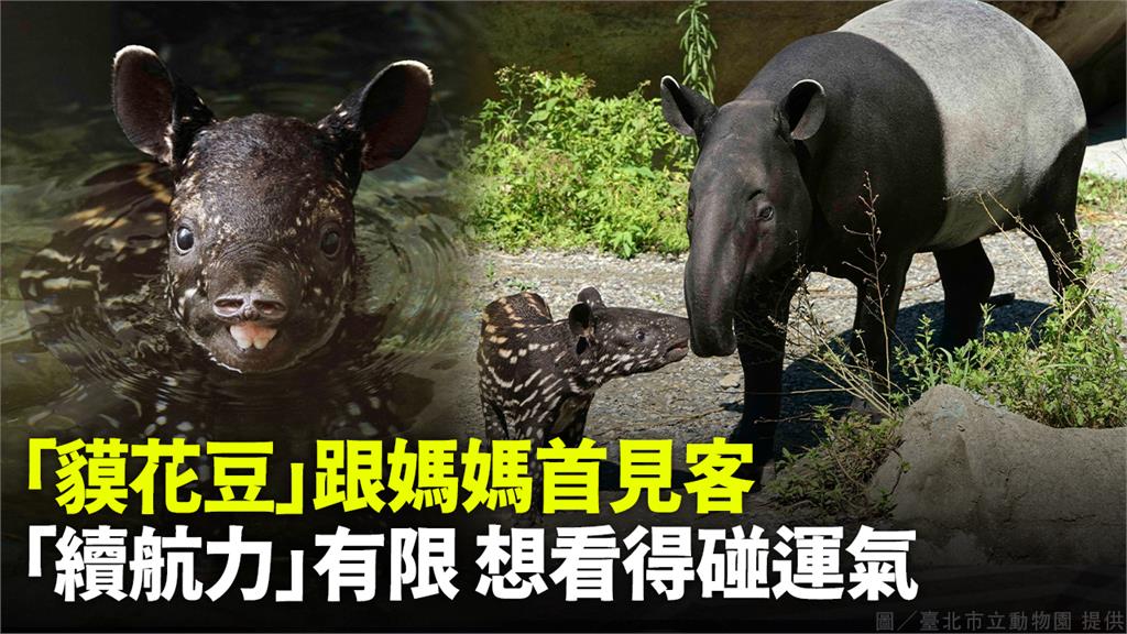馬來貘寶寶「貘花豆」。圖／台北市立動物園提供