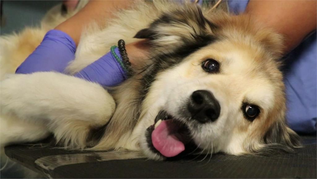 美「狗狗老化研究」，調查逾四萬隻犬生命週期。圖／路透社