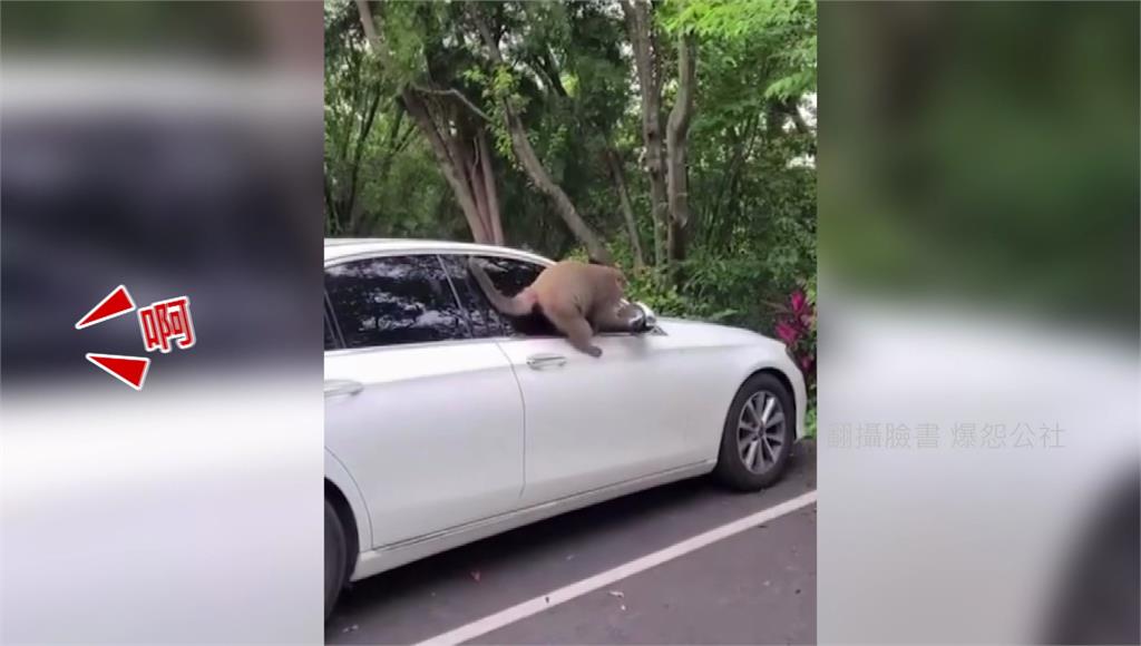 新竹猴子專挑名車拆鏡。圖／翻攝自臉書爆怨公社