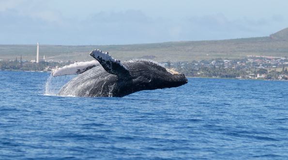 為了瞭解鯨魚數量與分布，研究人員在鯨魚身上黏貼追蹤器。示意圖／翻攝自Pixabay