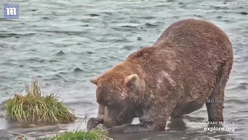 美國阿拉斯加卡特邁國家公園「胖熊週」選拔賽得主是26歲的棕熊歐提斯。圖／翻攝自Daily Mail