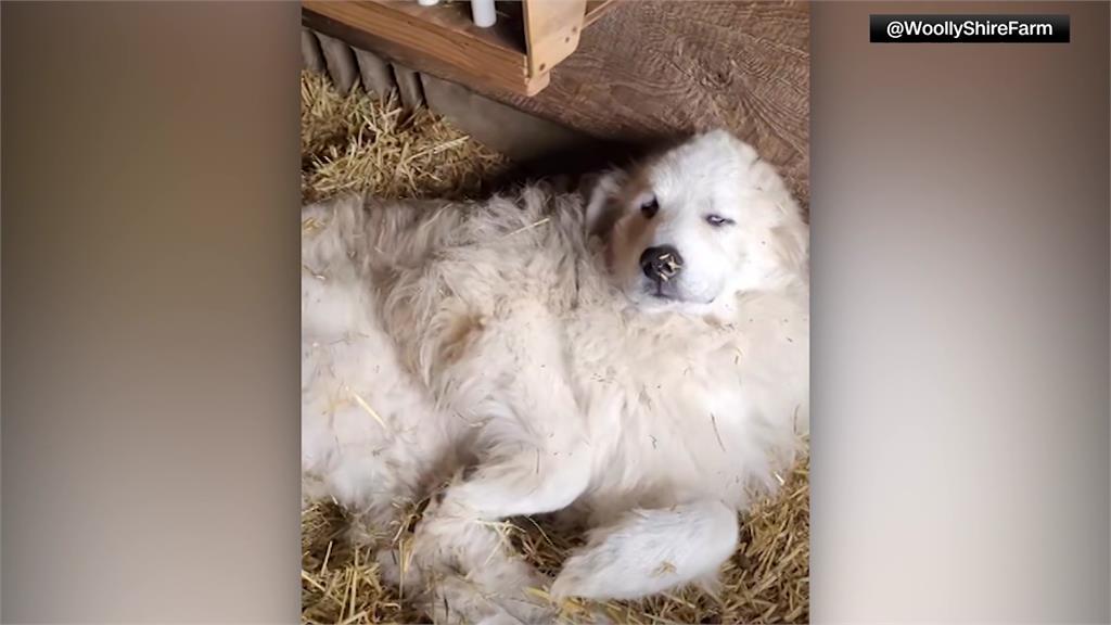 牧羊犬上大夜班顧農場，總是一臉昏昏欲睡。圖／CNN