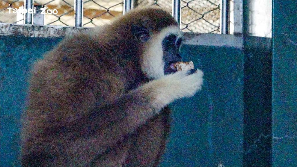 北市動物園推「薑母猴米糕」協助靈長類動物禦寒。圖／翻攝自Facebook @Taipei Zoo 臺北市立動物園