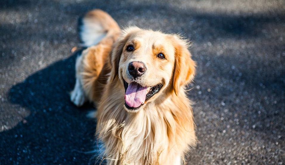 民眾違反社區規約，帶寵物黃金獵犬進出社區大廳，被管委會開罰129次。示意圖／翻攝自Pixabay
