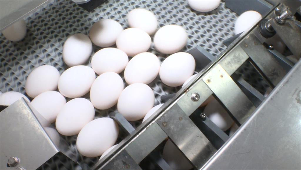農業部重申，到期雞蛋不會流入市場。示意圖／台視新聞