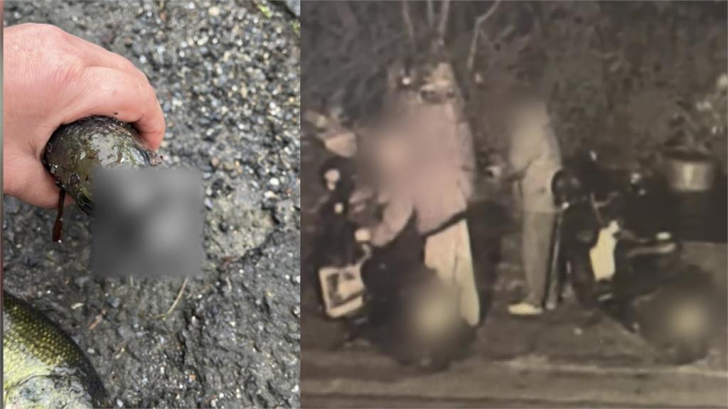 3男大生釣魚拍照玩耍 丟回池中害魚死亡