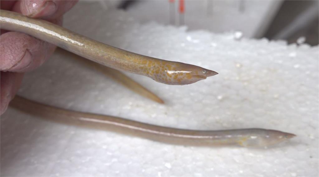 「橘斑無鰭蛇鰻」是2014年被發現的新物種。圖／台視新聞