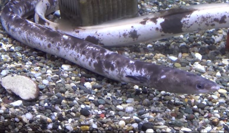 黑白鰻魚又被戲稱為「貓熊鰻魚」。圖／翻攝自sbs