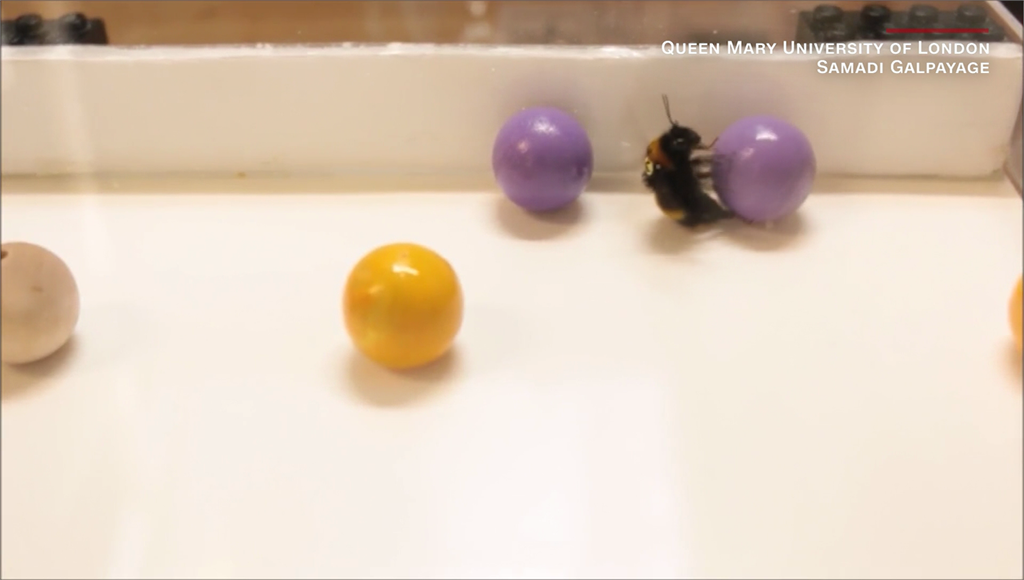 科學家發現蜜蜂也愛玩球。圖／台視新聞