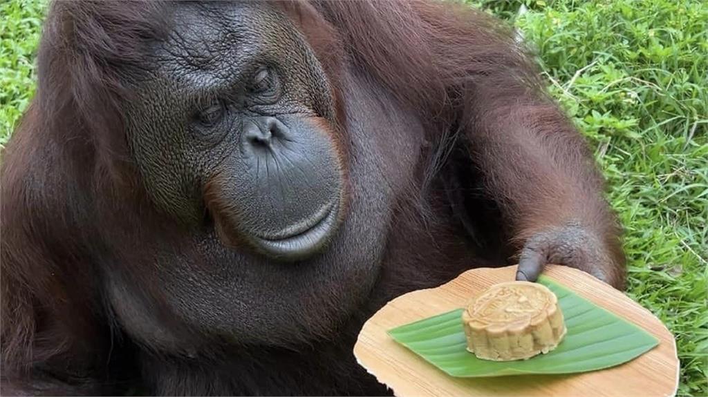 高雄壽山動物園特地準備動物版月餅。圖／翻攝自Facebook @Shou Shan Zoo 壽山動物園