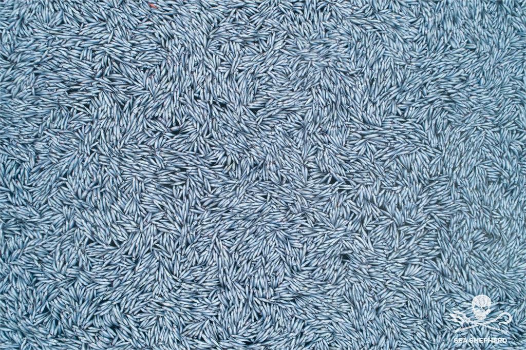 法國大西洋沿岸近日出現超過10萬條死魚。圖／翻攝自Twitter@seashepherd