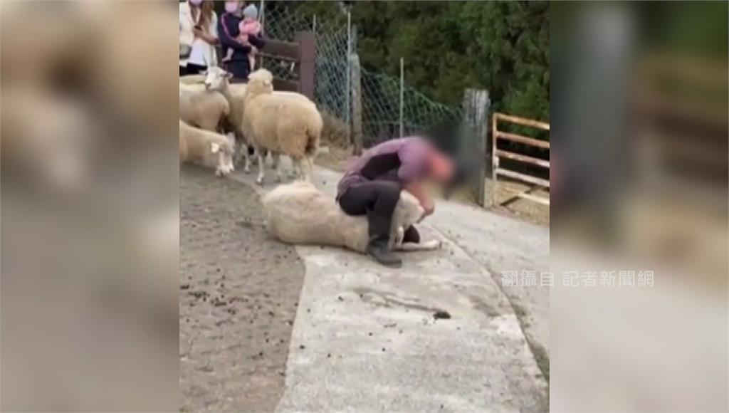 清境農場員工突然壓制綿羊。圖／翻攝自記者新聞網