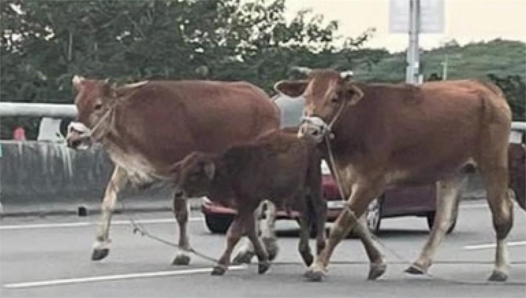 屏東潮州「大牛帶小牛」逛大街。圖／台視新聞