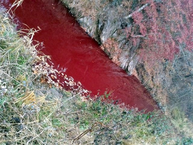 南韓政府撲殺大量豬隻，處理不當造成河川汙染。圖：翻攝自漣川臨津江市民網