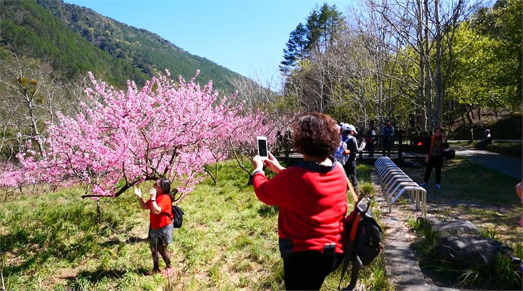 武陵桃花朵朵開，不輸櫻花的美。圖／台視新聞