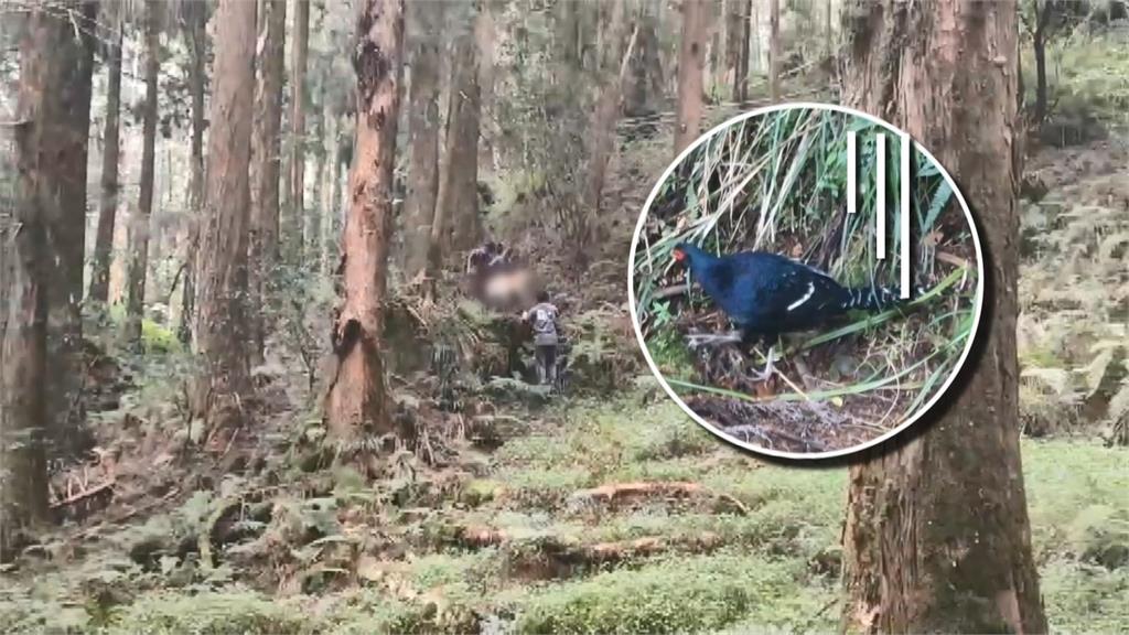 動保人員上山抓捕流浪狗，為了保護國寶級鳥類「帝雉」。圖／台視新聞