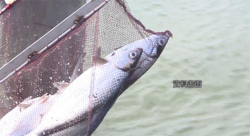 台南、嘉義、雲林及彰化虱目魚受到寒害影響，大量魚群死亡。圖：台視新聞