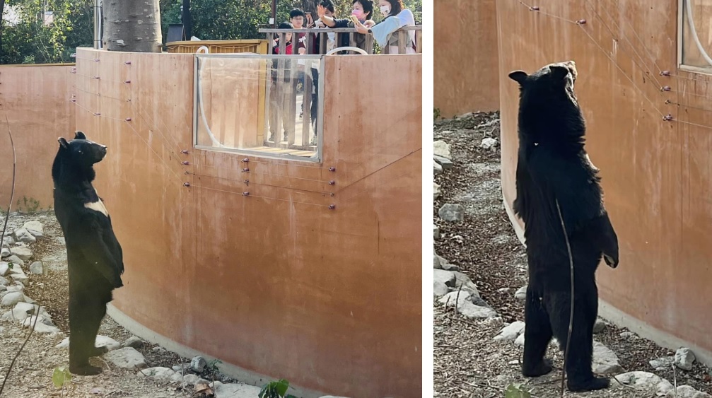 壽山動物園台灣黑熊「波比」，過年上工起立吸客。圖／翻攝自 FB@Shou Shan Zoo 壽山動物園