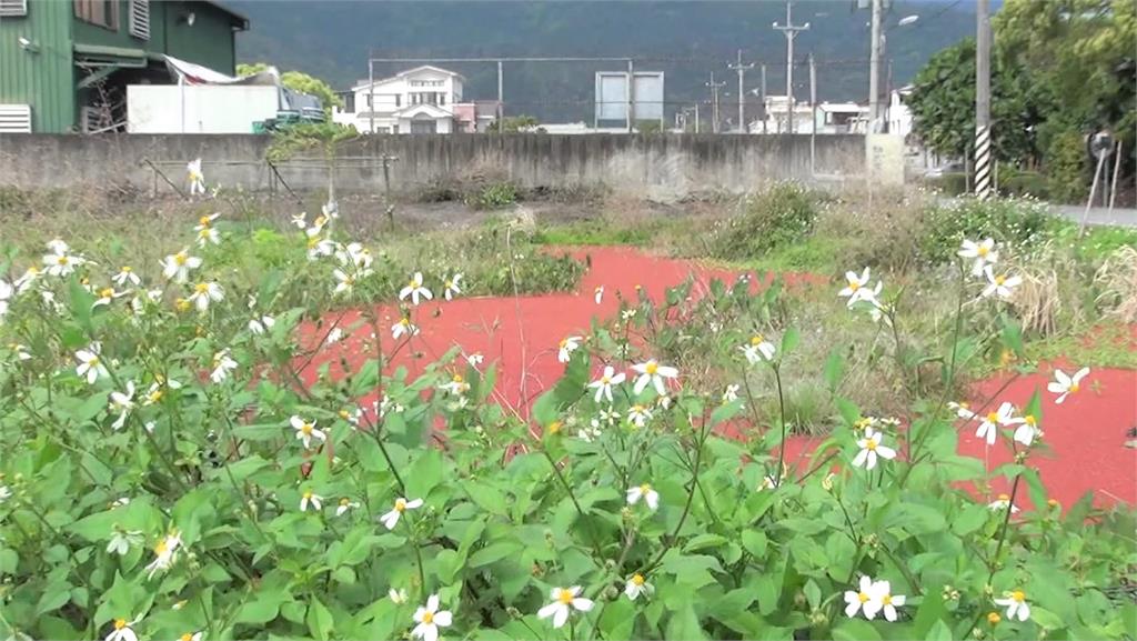 花蓮「滿江紅」再現　景色如畫民眾搶拍